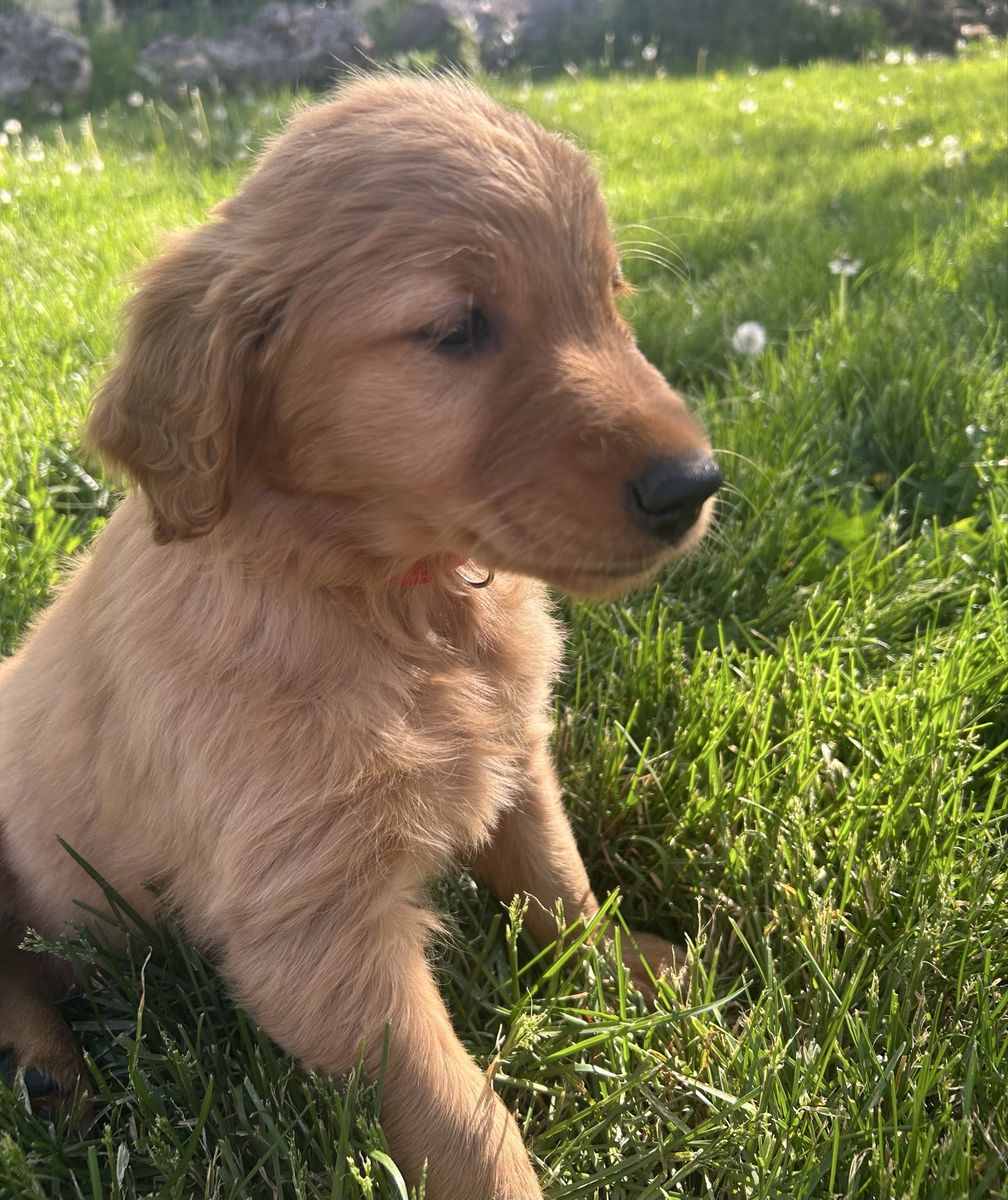 Dark Red Golden Retriever Puppies – Purpose Bred