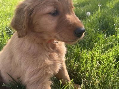 Dark Red Golden Retriever Puppies – Purpose Bred