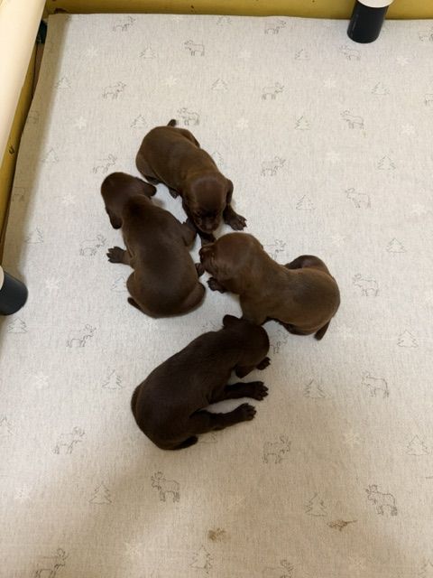 Pudelpointer Puppies: Pointer Upland Bird Dog