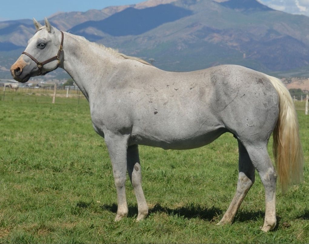 Sensation Cash Daughter In Foal To Show Me Okieman