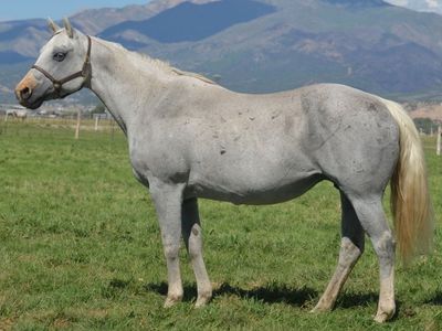 Sensation Cash Daughter In Foal To Show Me Okieman