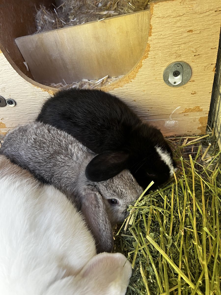 Purebred Holland Lop Bunnies
