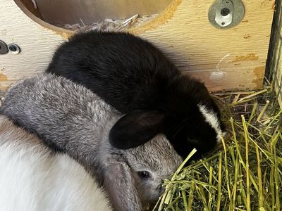 Purebred Holland Lop Bunnies