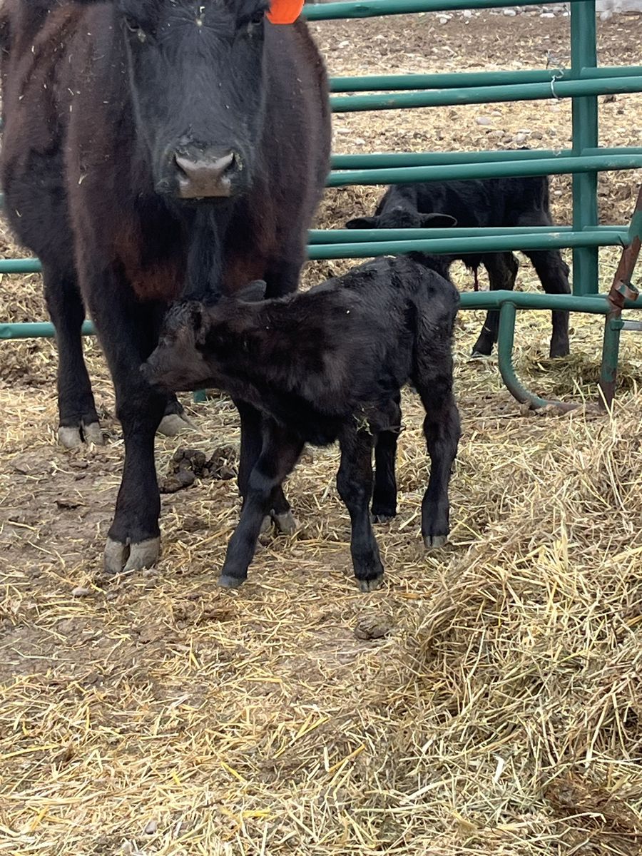 Twin heifer calf