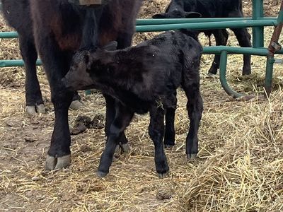 Twin heifer calf