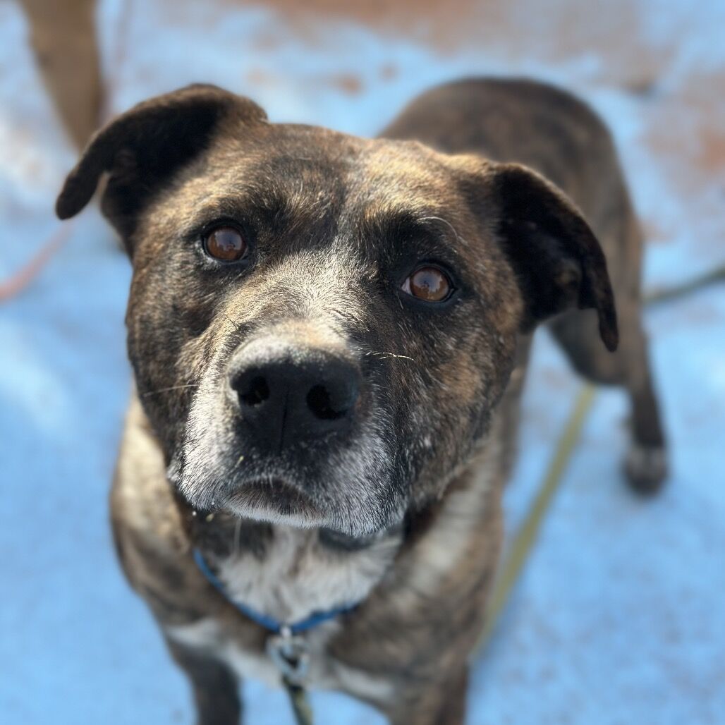 Hello my name is Iron