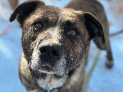 Hello my name is Iron