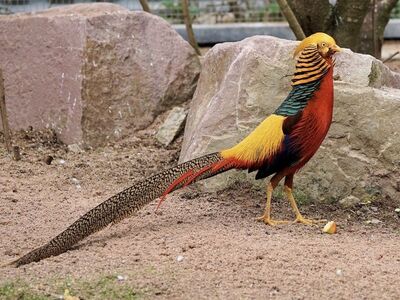 Gooden Pheasant Chick 2026 Preorders