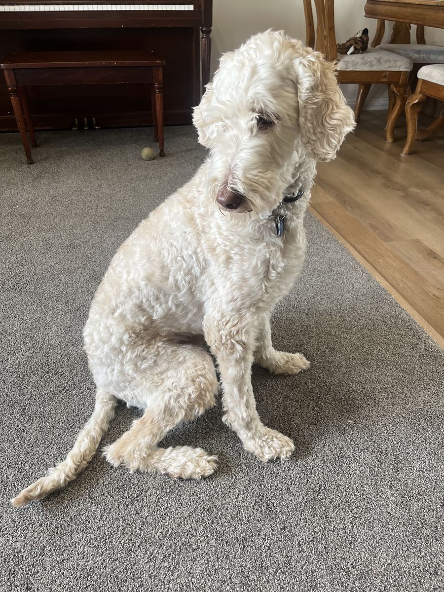 Goldendoodle, golden doodle, dog, 2 year old puppy, white, cream, light brown, beige