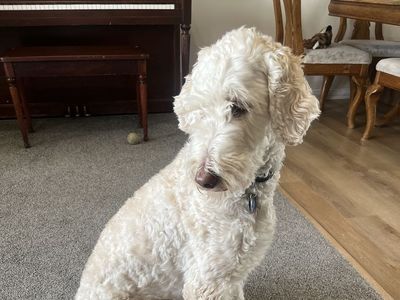 Goldendoodle, golden doodle, family dog, 2 year old puppy, white, cream, light brown, beige