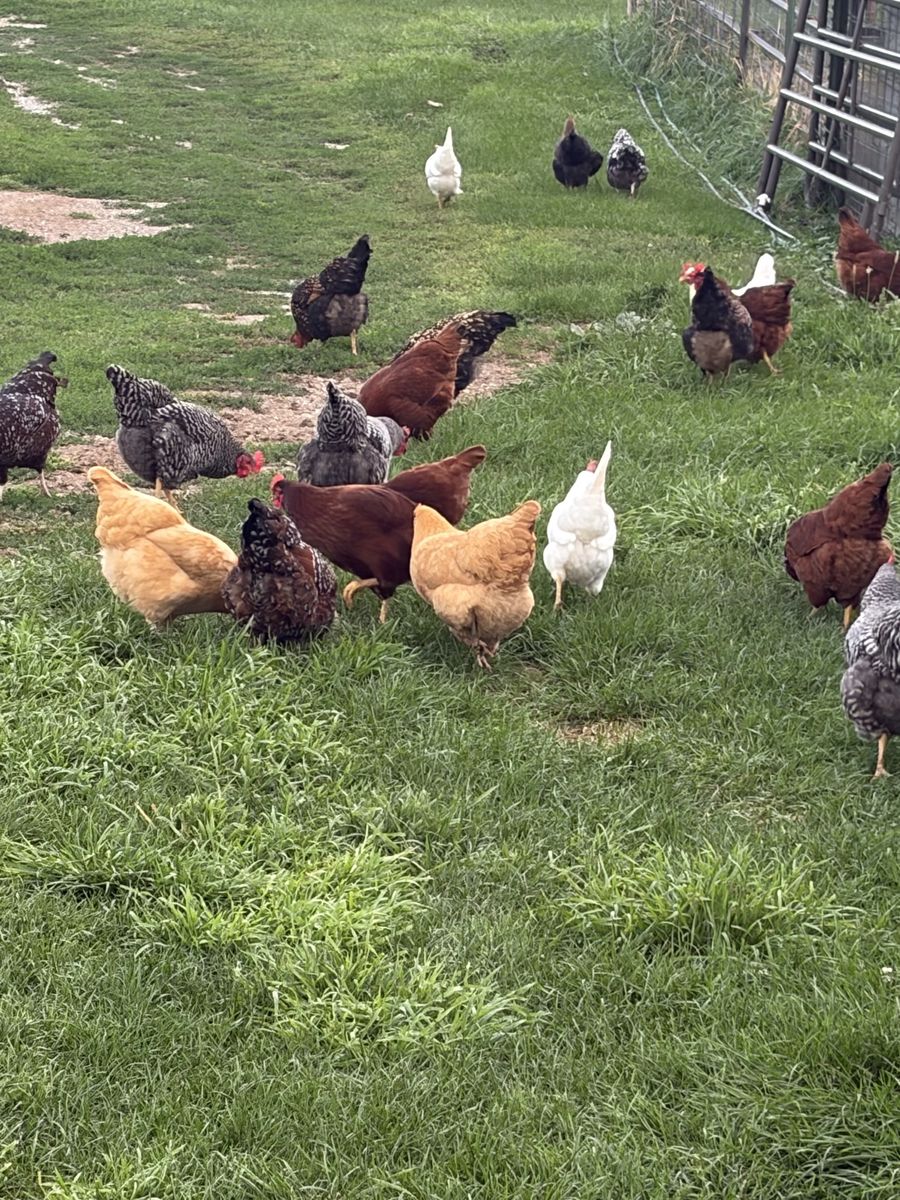 Laying Hens