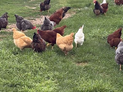 Laying Hens