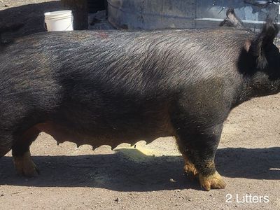Sows (for breeding or sausage)