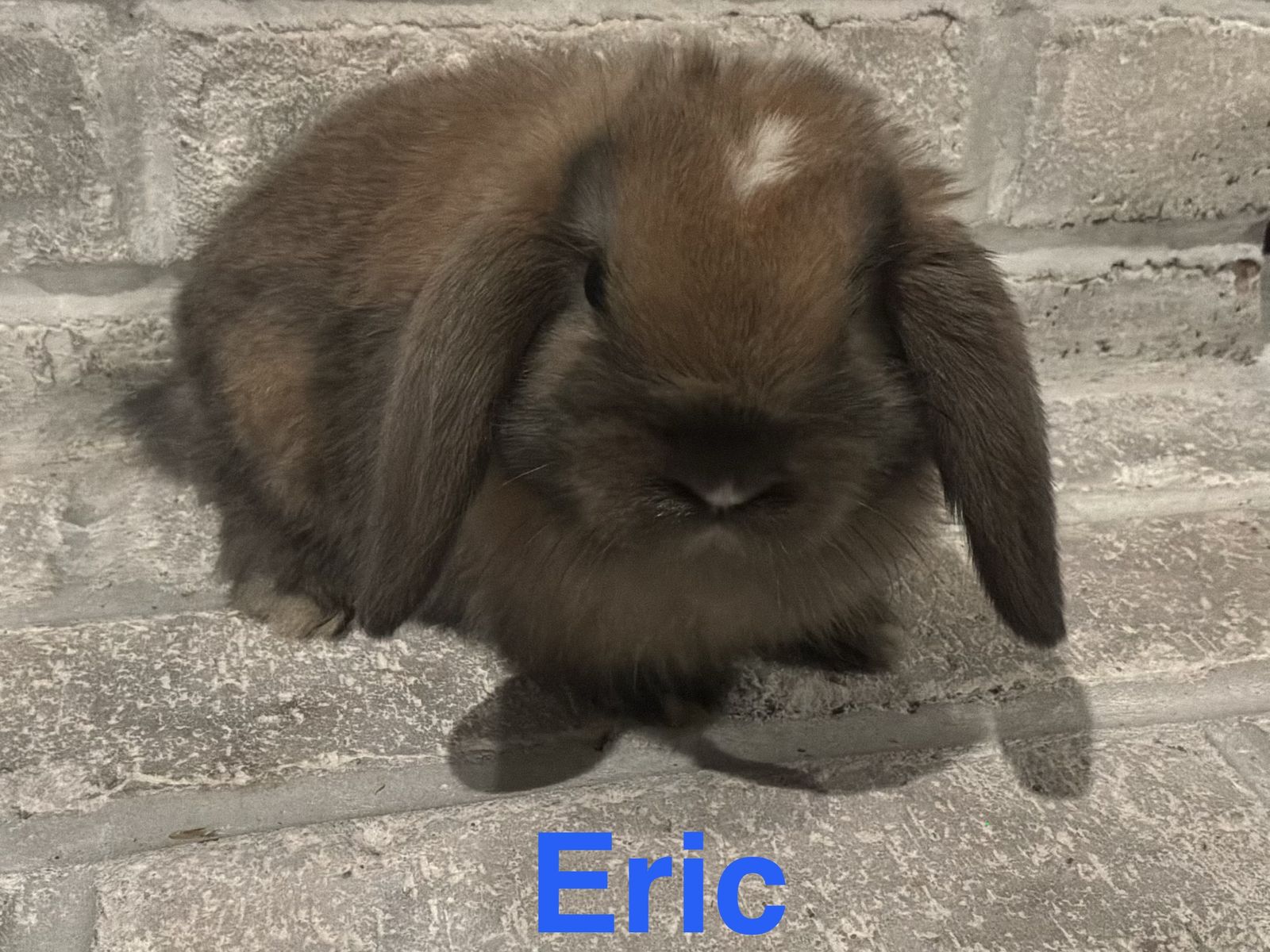Adorable Holland Lop Bunny
