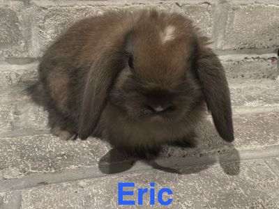 Adorable Holland Lop Bunny