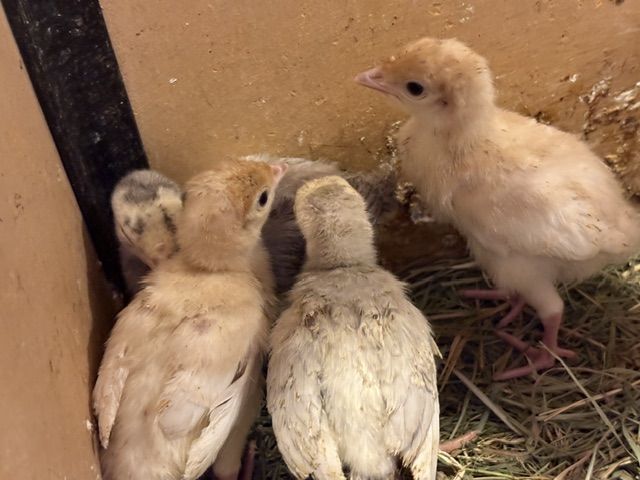 Turkey Chicks Mixed Breed