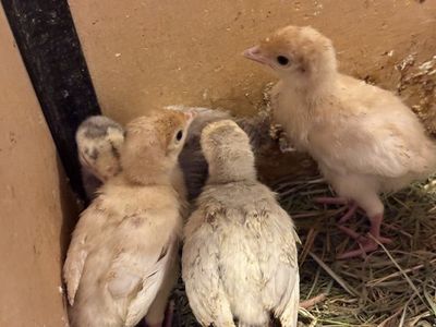 Turkey Chicks Mixed Breed