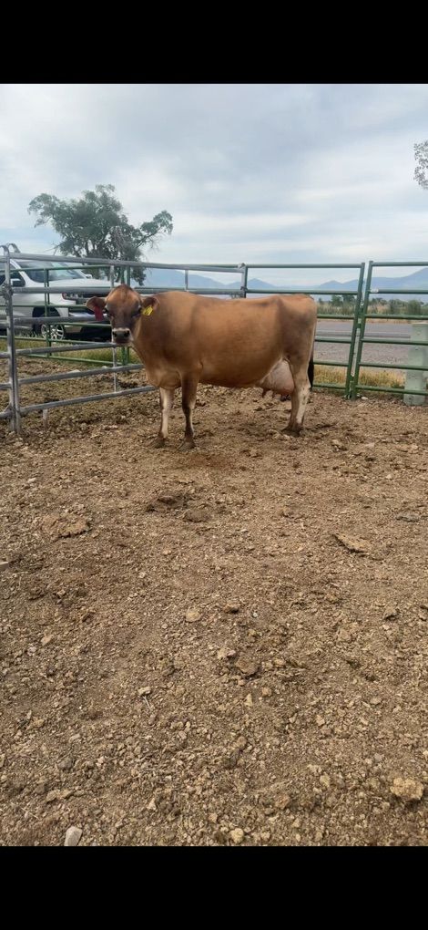 Jersey Nurce Cow Ready To Calve On Days