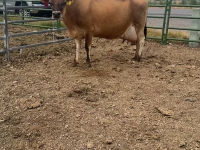 Jersey Nurce Cow Ready To Calve On Days