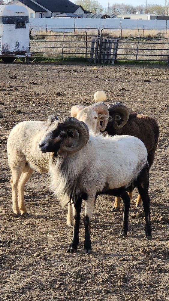 "PENDING PICK UP" 
 4 Hair Sheep Rams for Sale - Breeding Quality, Great Horns.