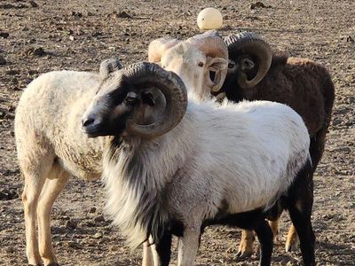 "PENDING PICK UP"
4 Hair Sheep Rams for Sale - Breeding Quality, Great Horns.