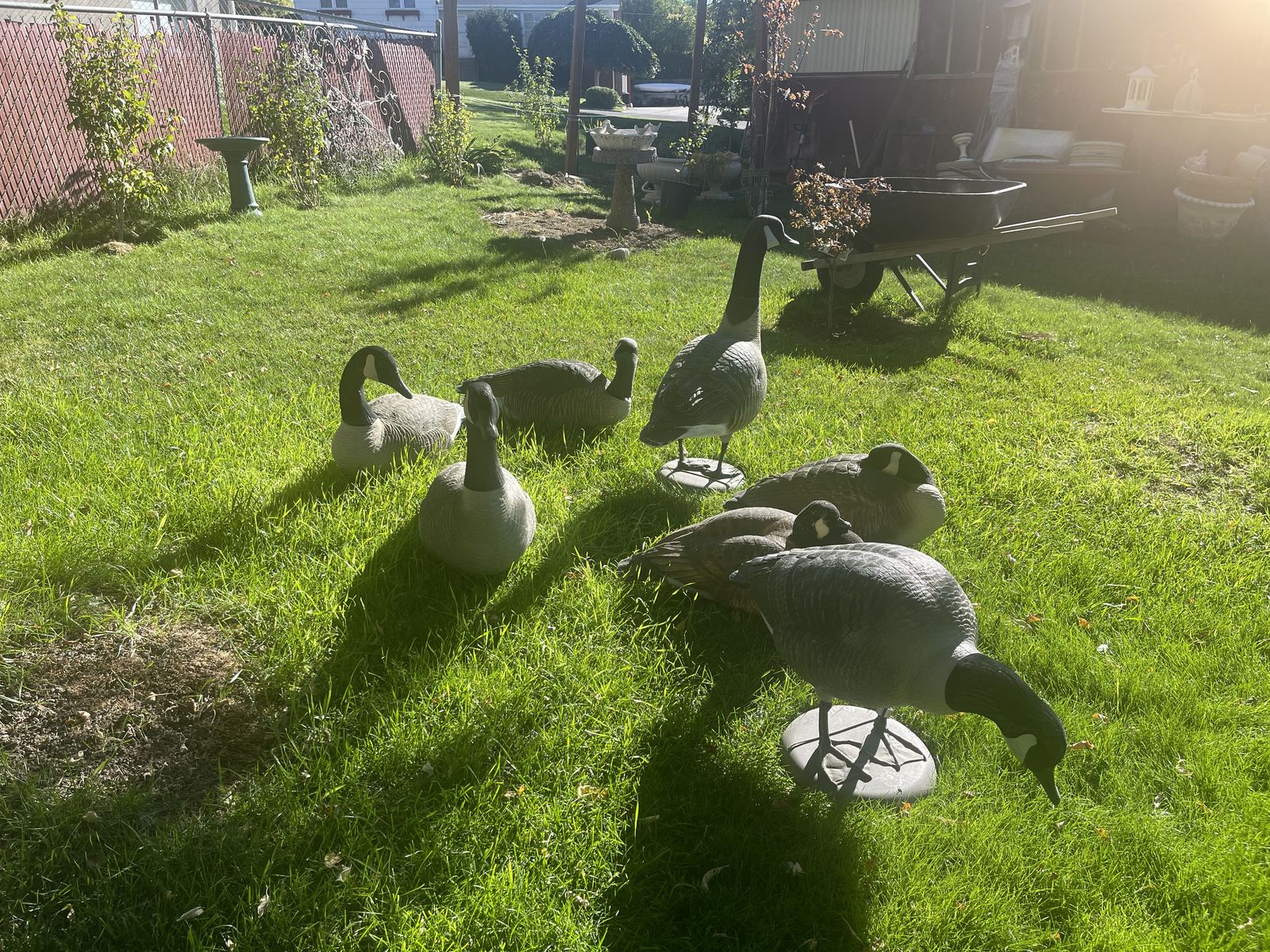 Geese decoys