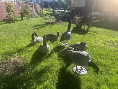 Geese decoys