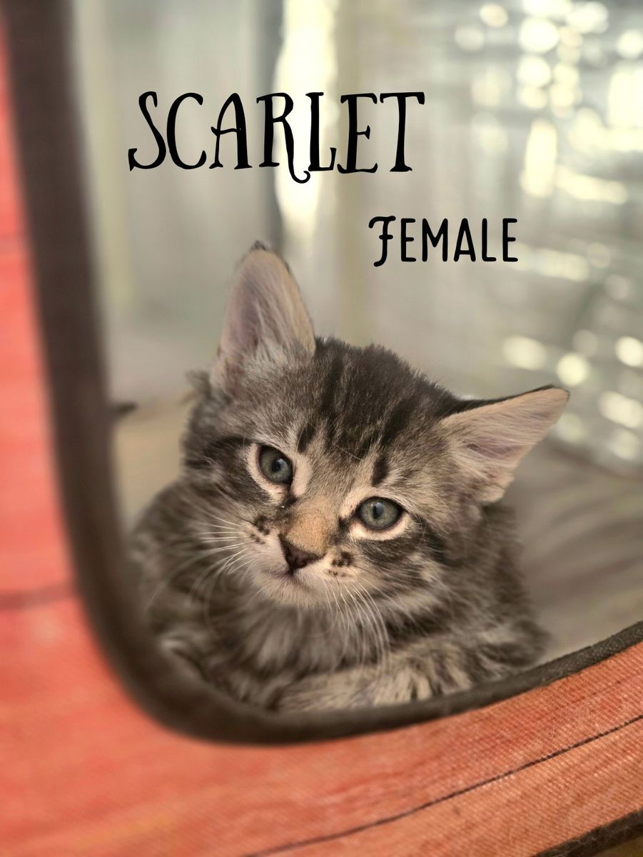Adorable Kittens Near Cedar City Ut.