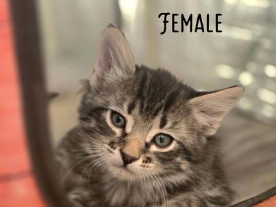 Adorable Kittens Near Cedar City Ut.