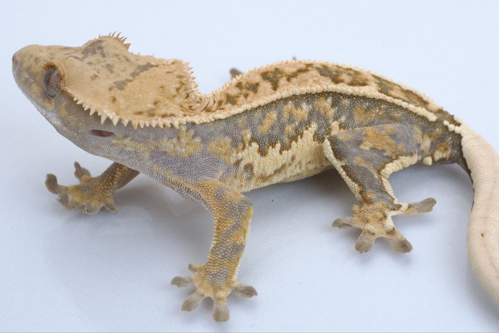 Main image 2