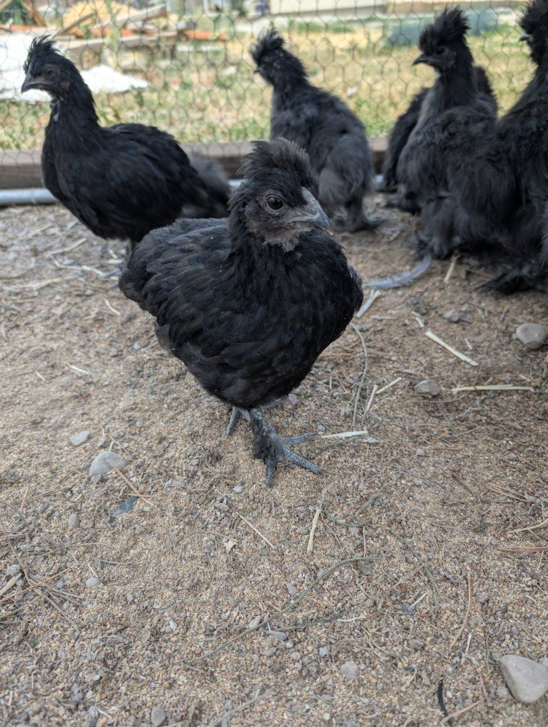 Silkie and Silkie mix chicks