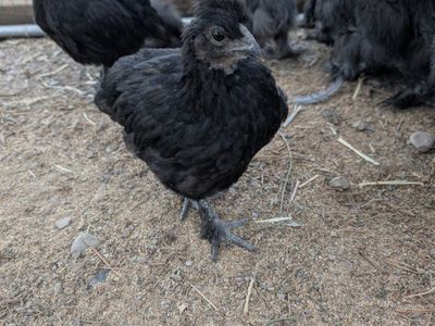 Silkie and Silkie mix chicks