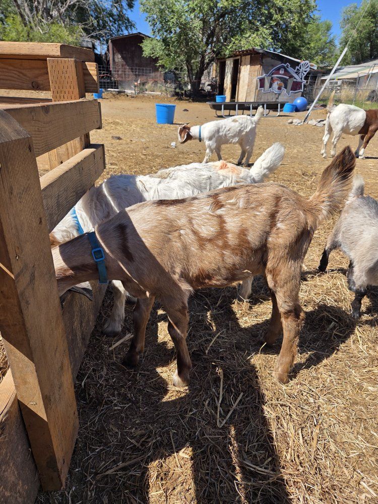 mini nubian bucking