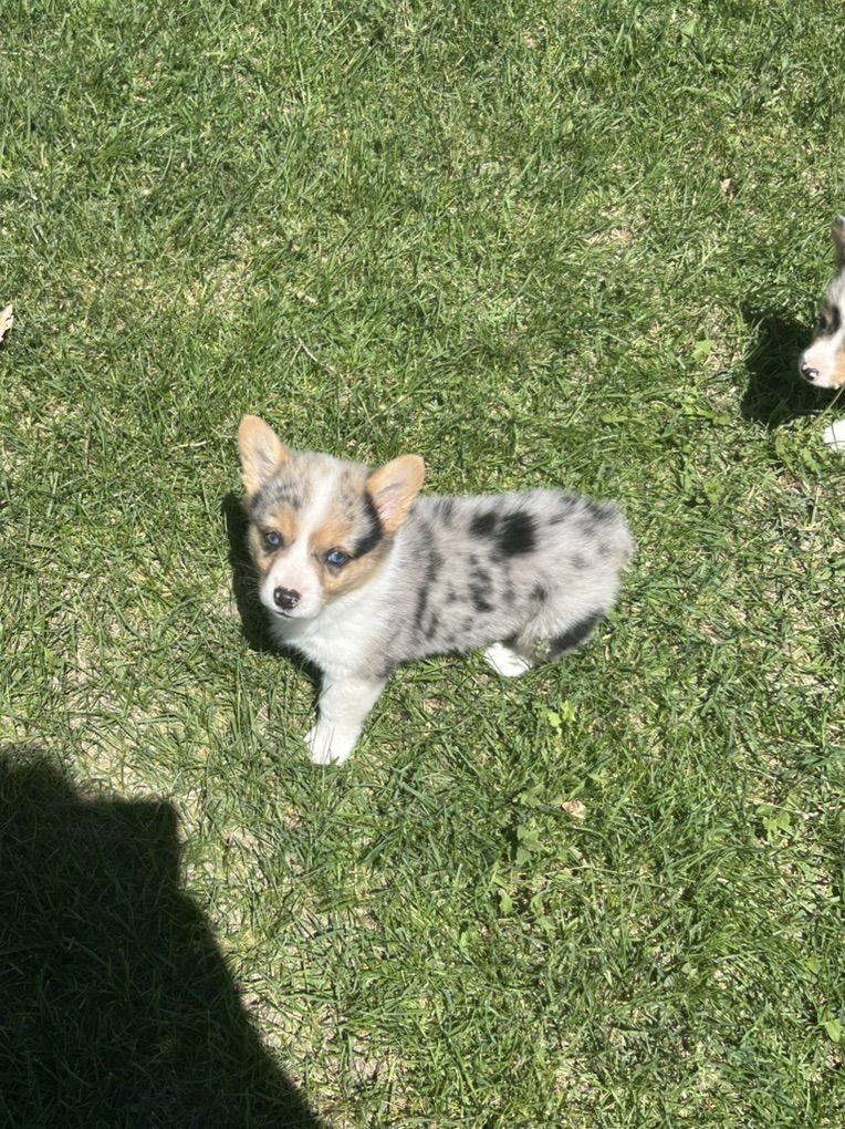 Corgi Puppies
