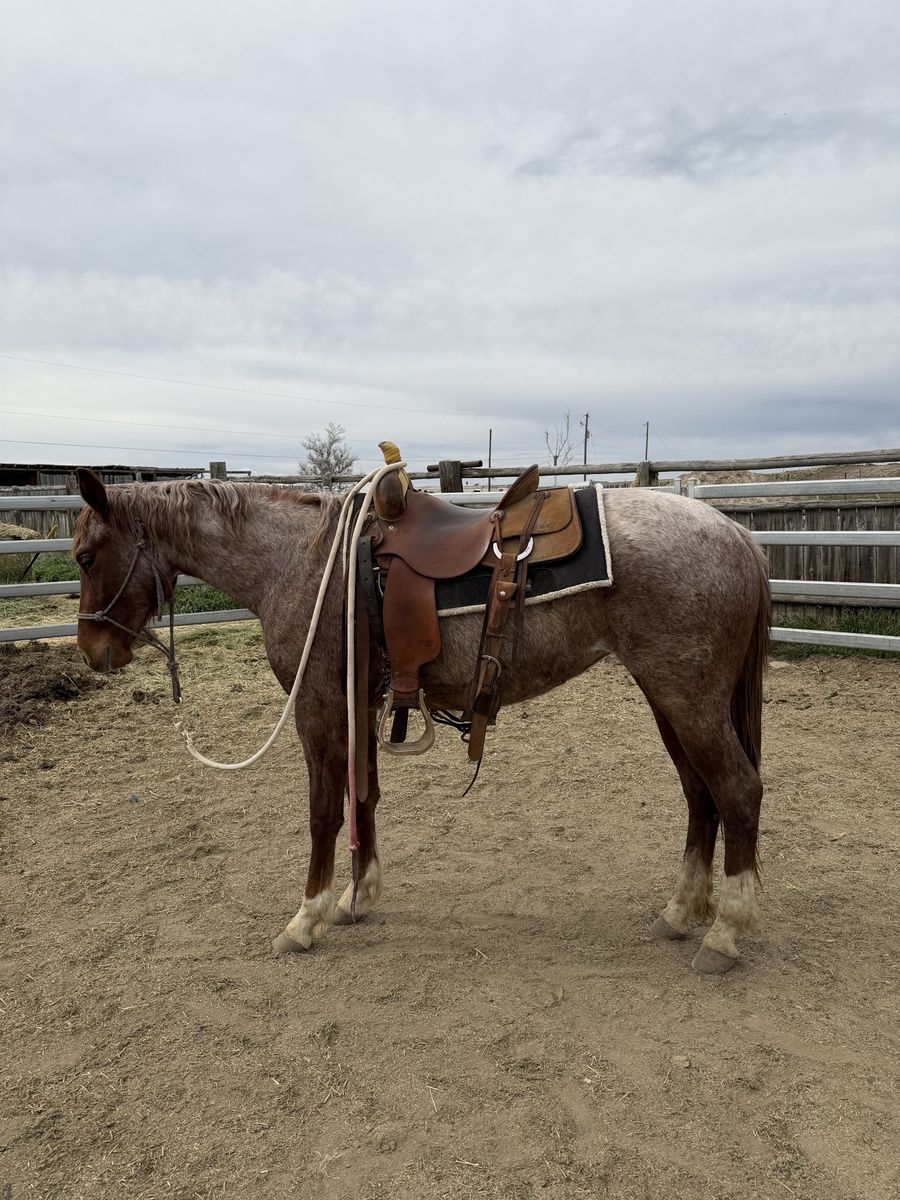 2024 AQHA Red Roan Mare