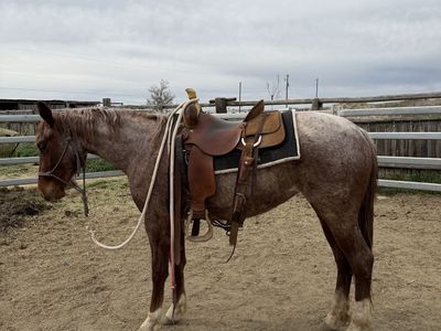 2024 AQHA Red Roan Mare