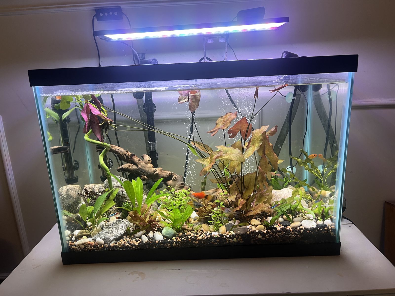 20 Gallon Aquarium Complete Setup