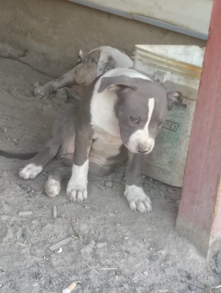 American Staffordshire Terrier Mix Puppy - Blue and White Male