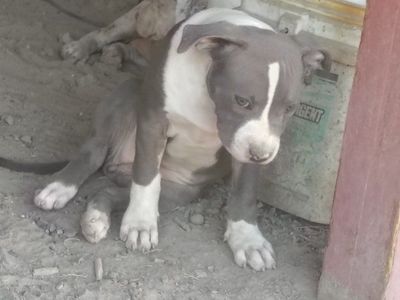 American Staffordshire Terrier Mix Puppy - Blue and White Male