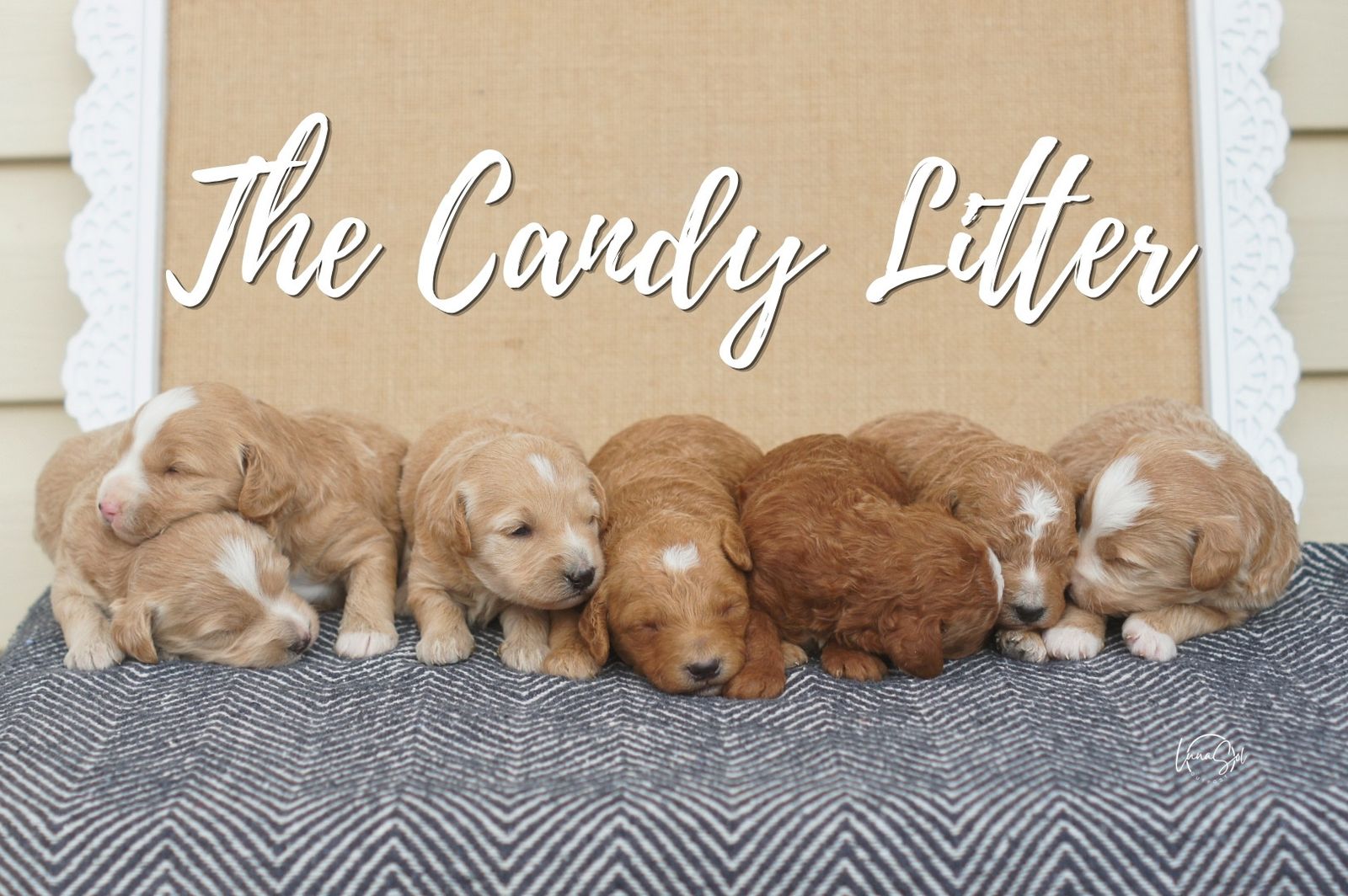 Mini GoldenDoodle F1b
