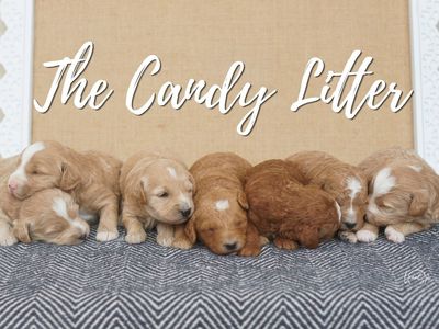 Mini GoldenDoodle F1b