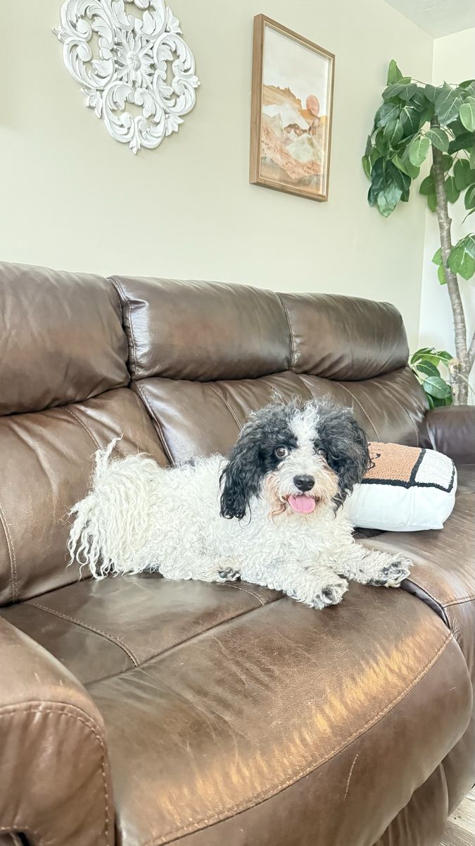 Found Dog