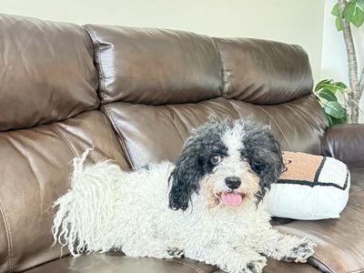 Found Dog