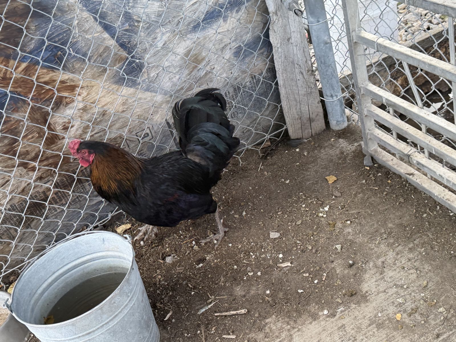 Roosters