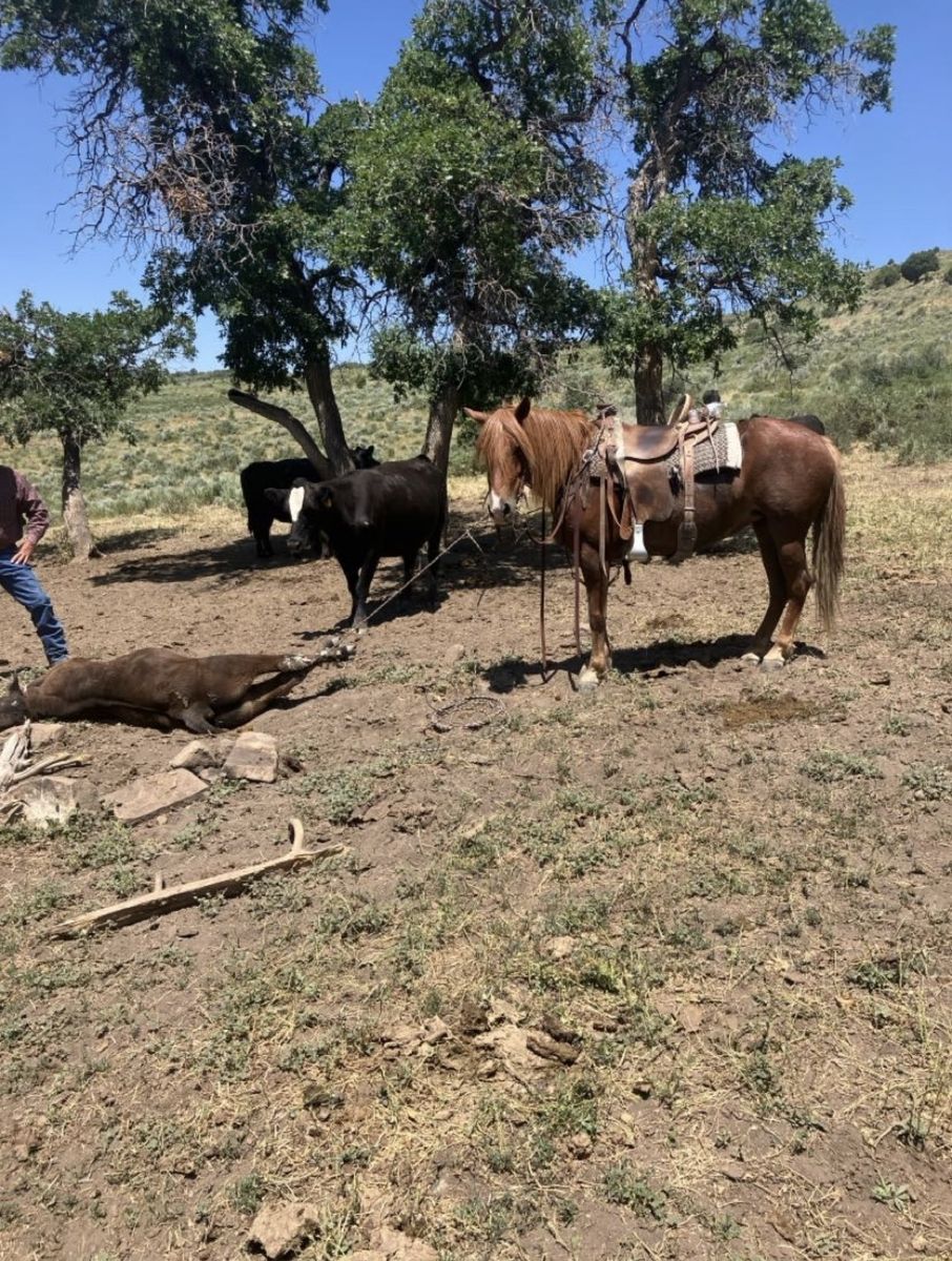 8-Year-Old Ranch Pony For Sale