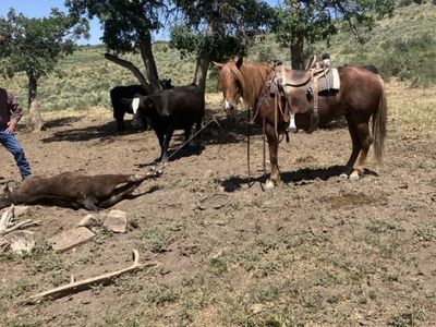 8-Year-Old Ranch Pony For Sale