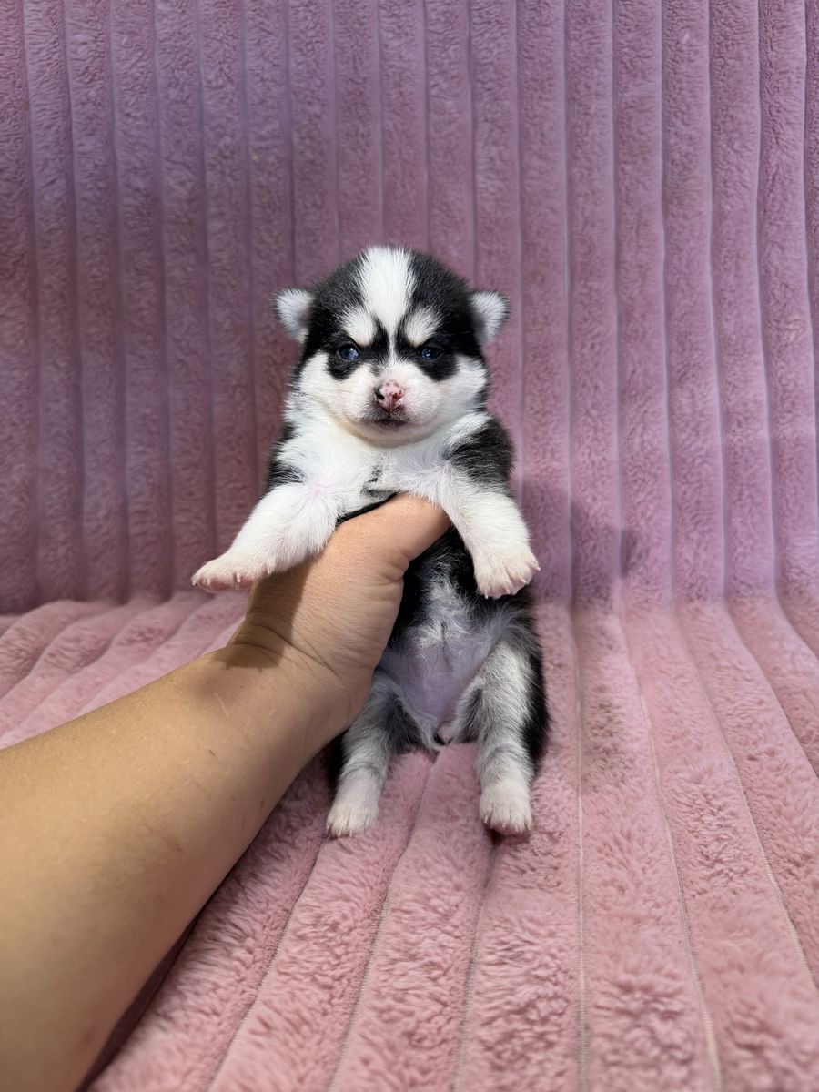 Pomsky puppies mini Delivery