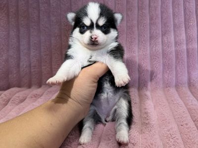 Pomsky puppies mini Delivery