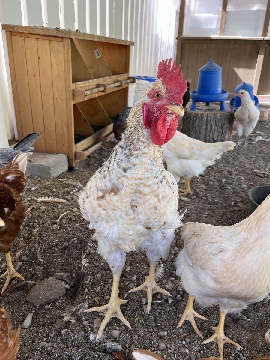 Chickens (Hens and Rooster)