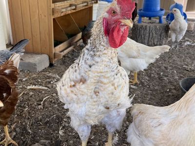 Chickens (Hens and Rooster)